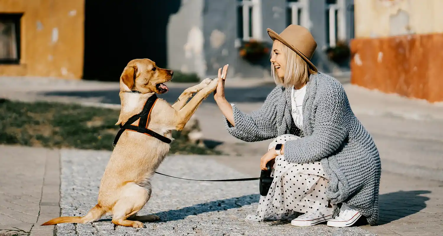 Il Belgio risolve a modo suo il problema dei cani randagi